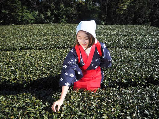 ぐり茶の五十鈴園（鈴木さんのお茶畑）