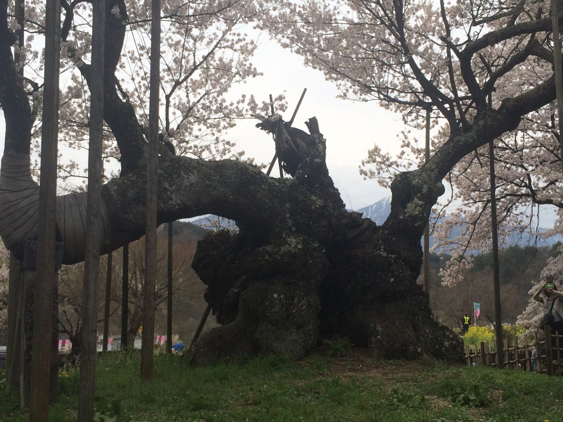 【山梨】4月中旬が見頃の北杜の桜を見に行こう！小淵沢日帰り観光プラン