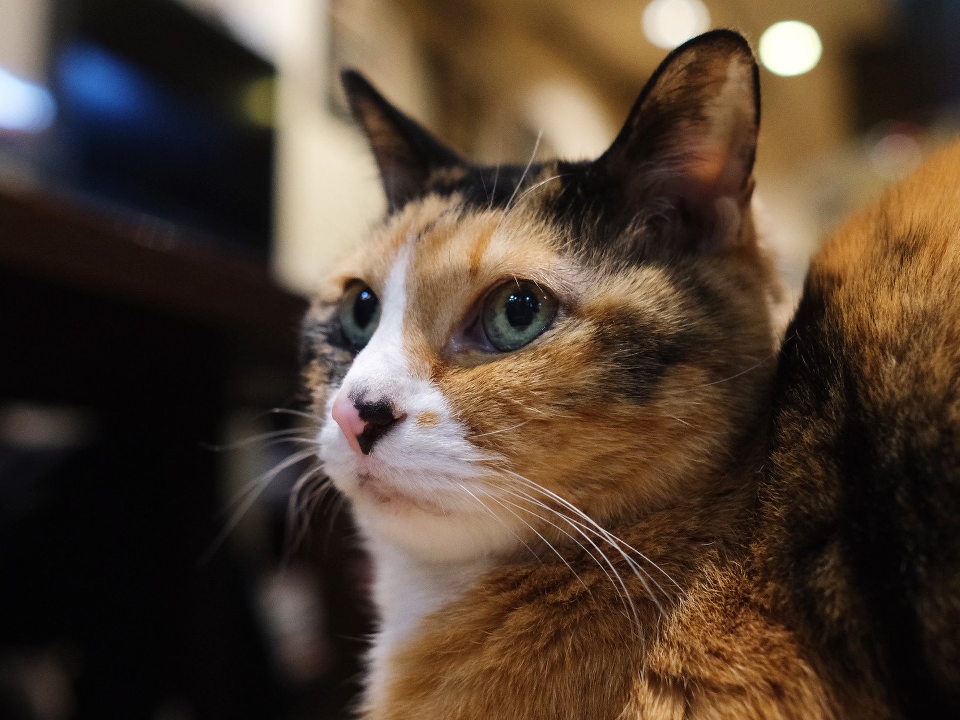2月22日は｢猫の日｣！猫の町、東京・谷根千で雑貨店＆ギャラリー巡りを