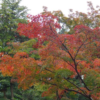 鶴岡八幡宮