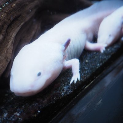 サンシャイン水族館