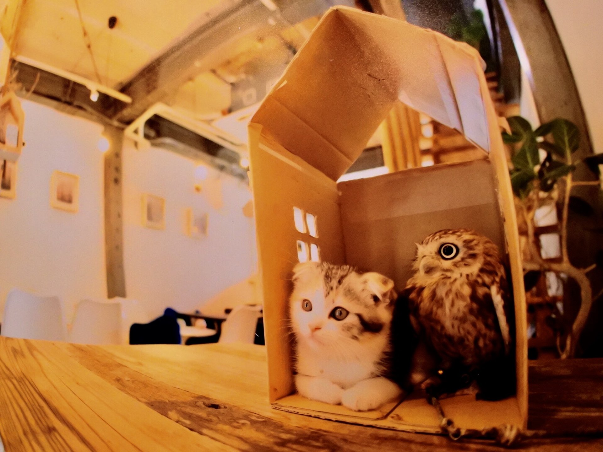 話題のフクロウと猫の仲良しコンビ！中崎町で人気の猫カフェで思いっきり癒されちゃおう！
