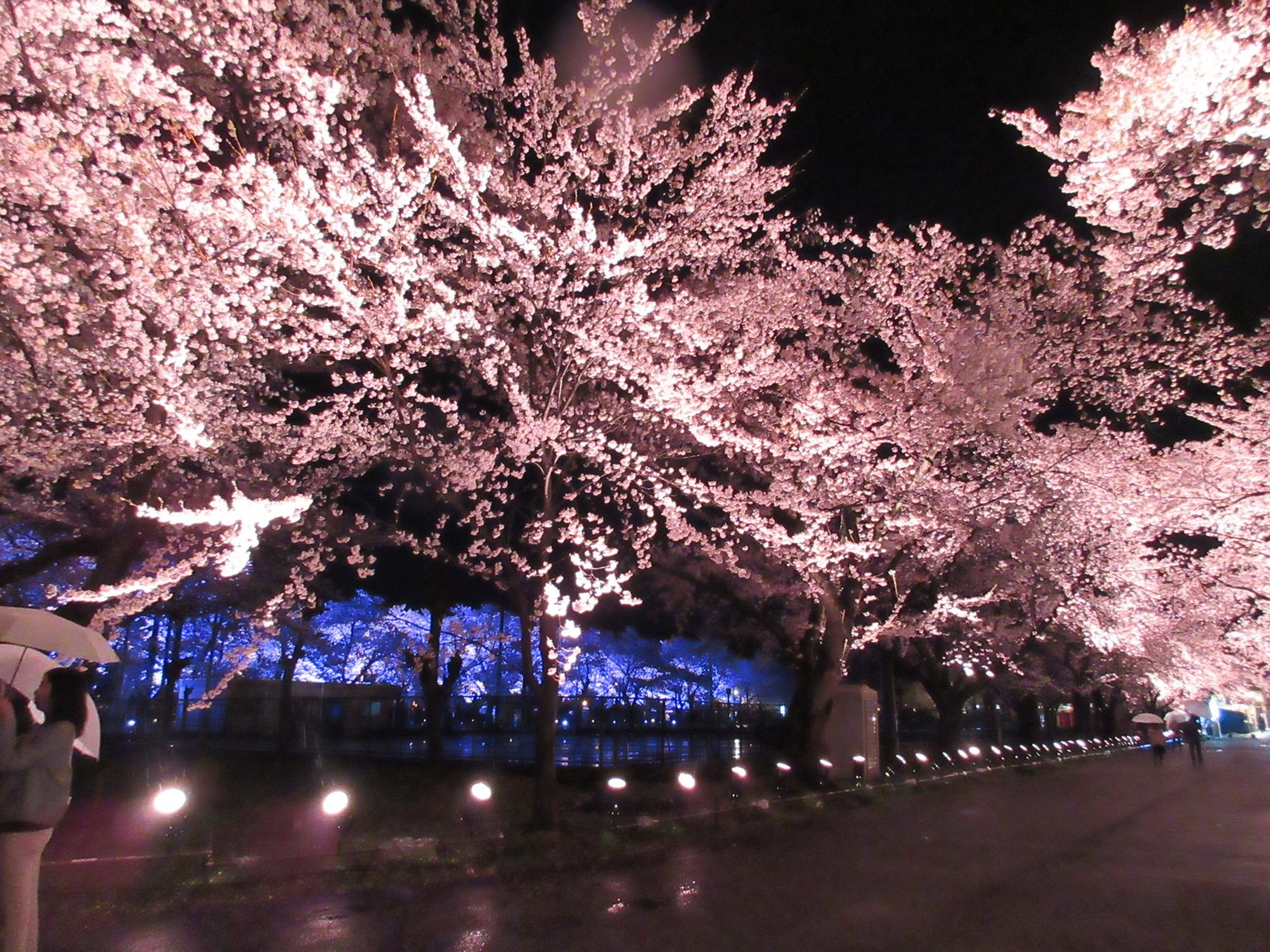 新潟 上越 約4000本の桜が咲き誇る 日本三大夜桜 高田公園でお花見しよう Playlife プレイライフ