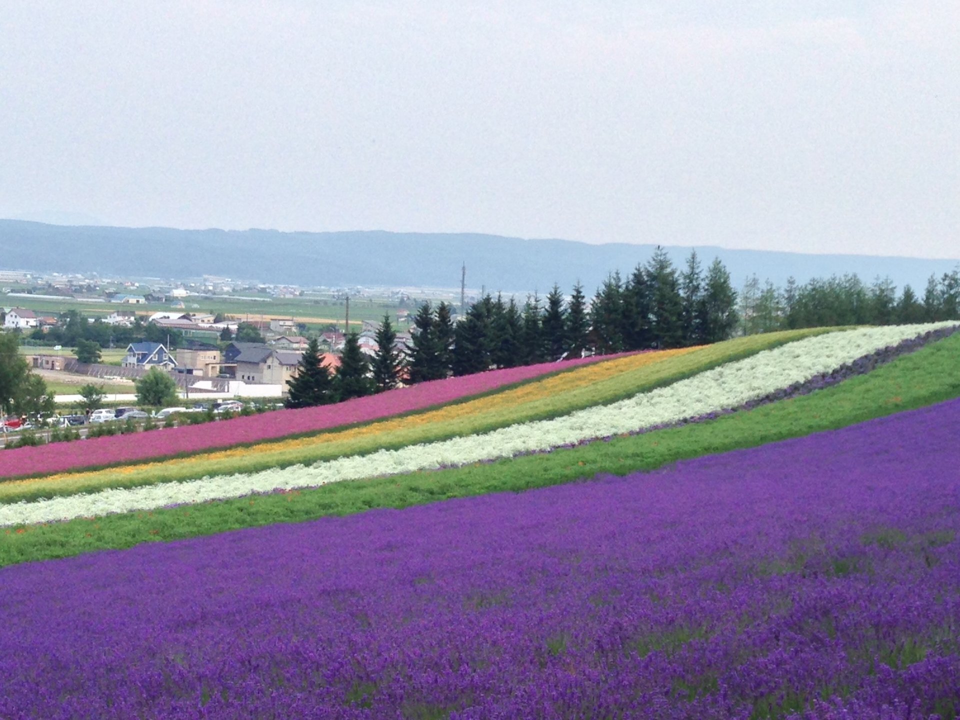 【旅行で行きたい日本各地のフラワーパーク！】古今東西日本全国にある美しいお花畑を一挙大公開！