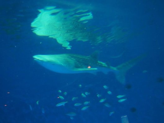 いおワールド かごしま水族館