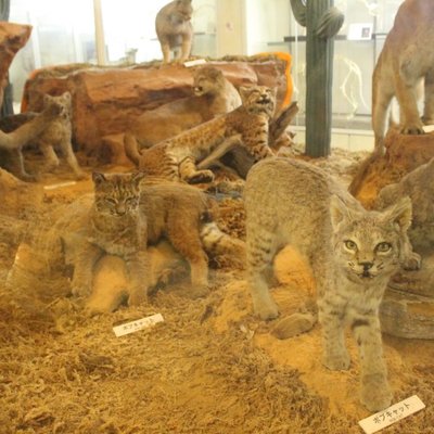 ねこの博物館