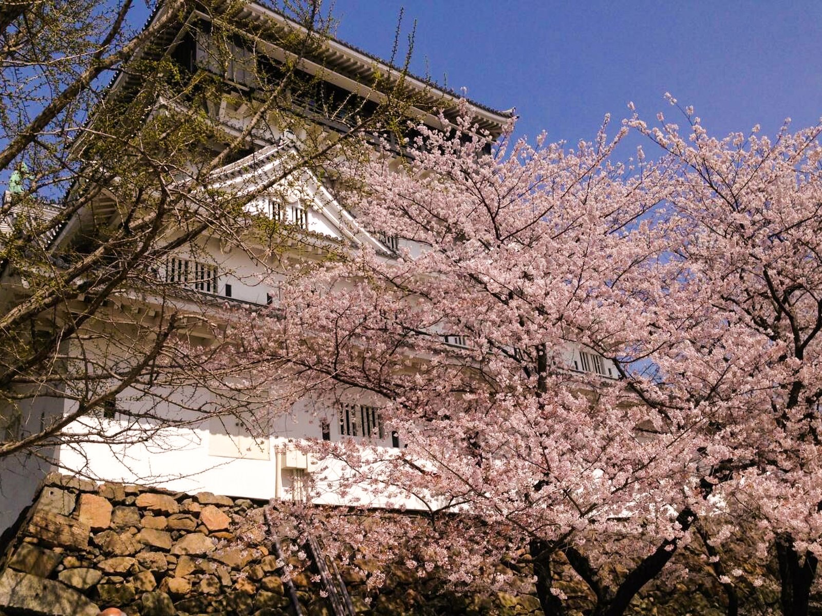 北九州 桜まつりからstart 春に楽しめる北九州グルメ Playlife プレイライフ