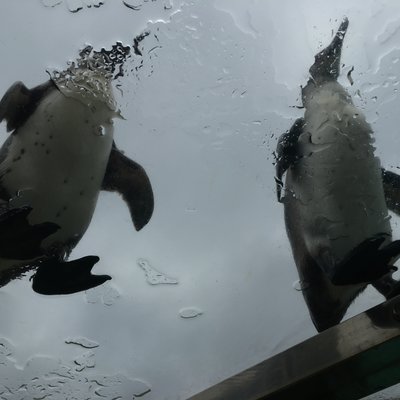 下田海中水族館