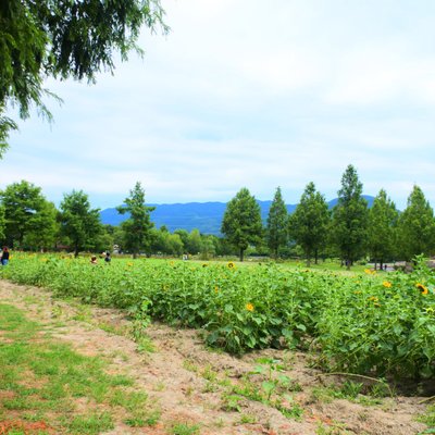 滋賀農業公園ブルーメの丘