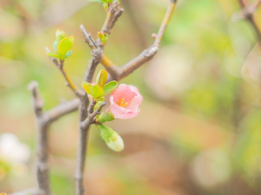 亀戸中央公園