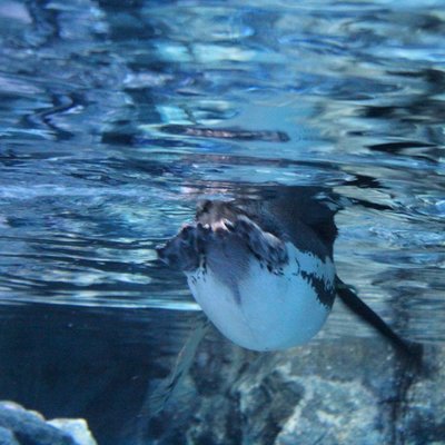 すみだ水族館