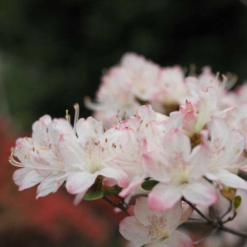 笠間つつじ公園