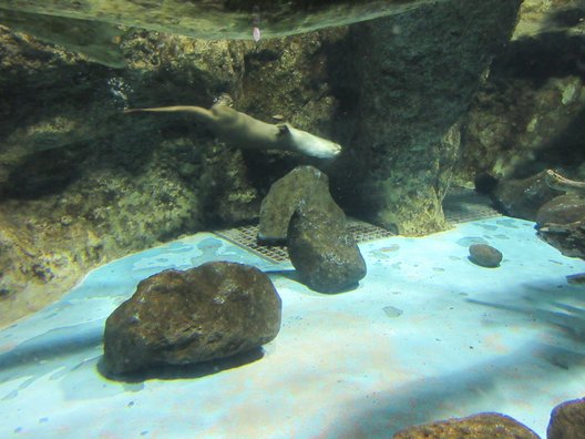 新潟市水族館マリンピア日本海