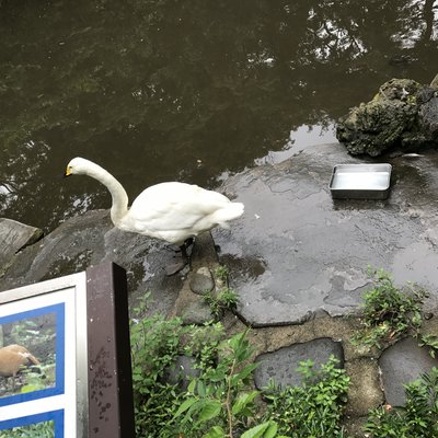 野毛山動物園