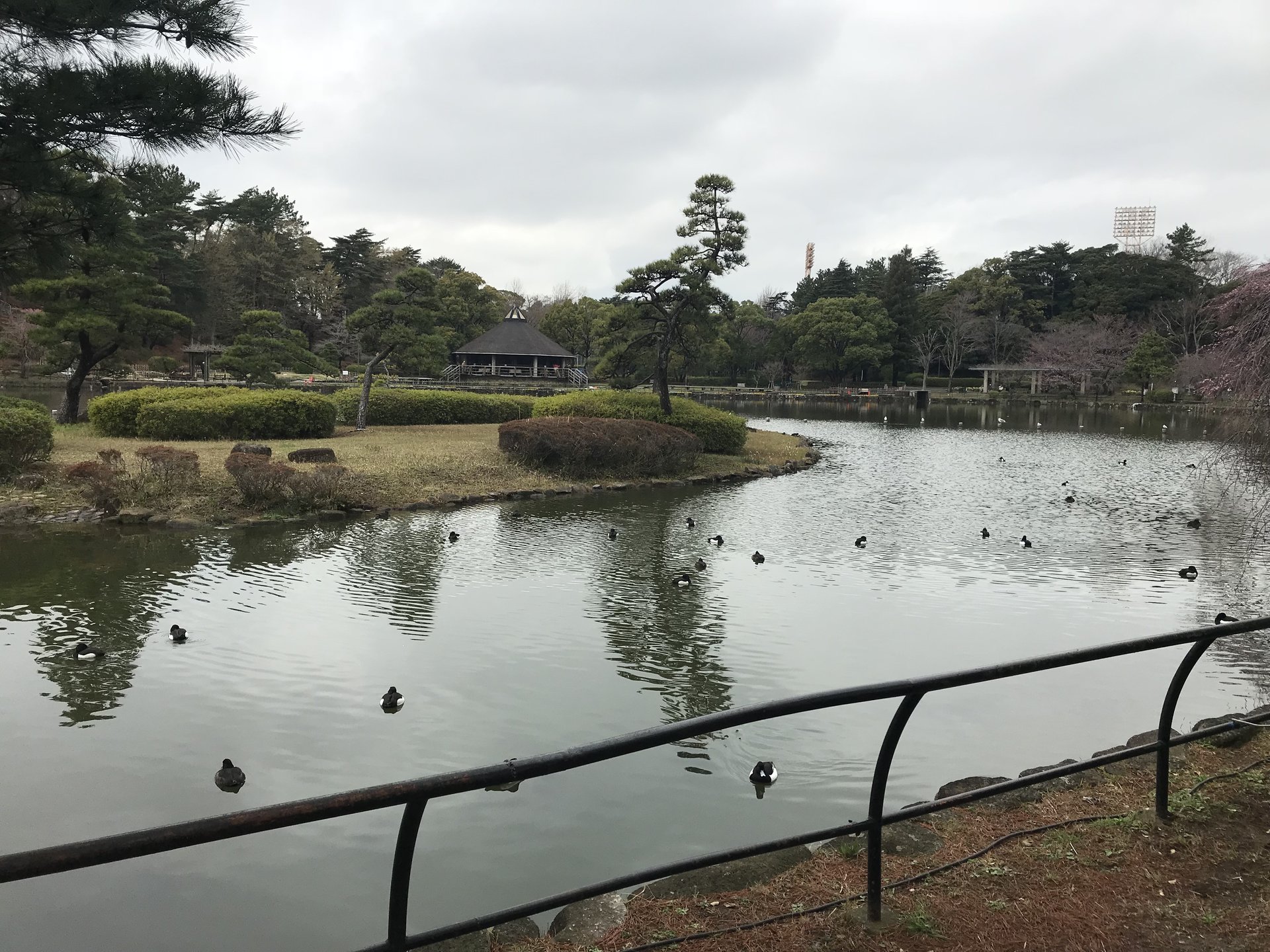 千葉公園 綿打池