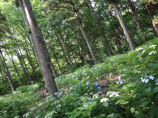 都立神代植物公園