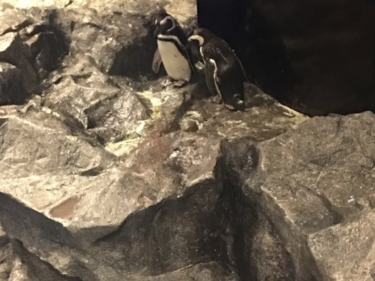 すみだ水族館