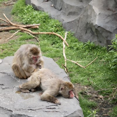 円山動物園