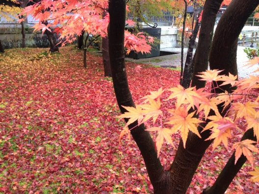 永観堂(禅林寺)