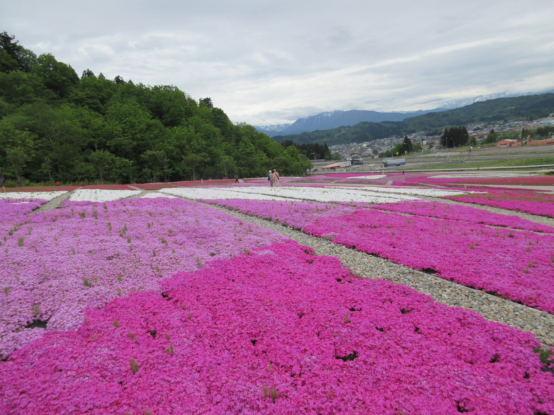 【新潟・魚沼】越後三山と楽しむ16万株の芝桜！花と緑と雪の里で開催中「魚沼芝桜まつり」