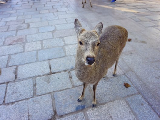 奈良公園