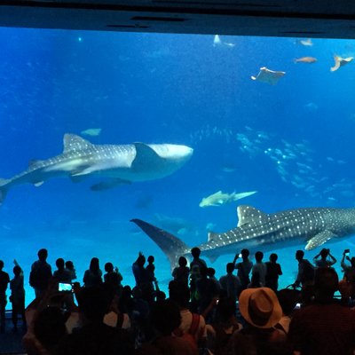 沖縄美ら海水族館