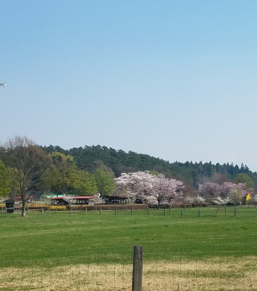 小岩井農場 上丸牛舎