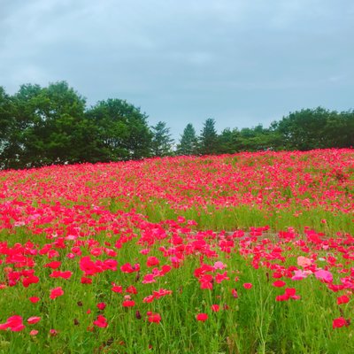 国営昭和記念公園