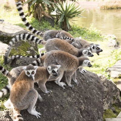 伊豆シャボテン動物公園