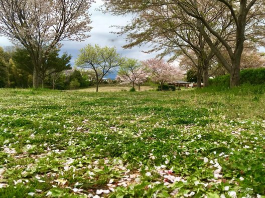 ラディアン花の丘公園