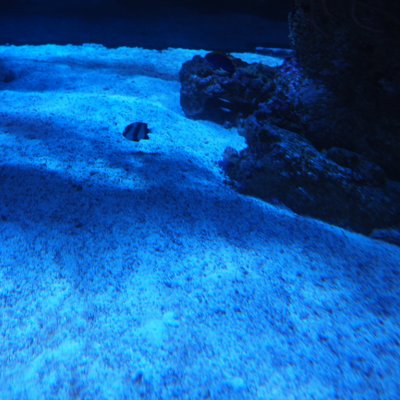 すみだ水族館