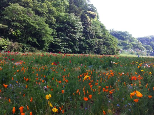 くりはま花の国