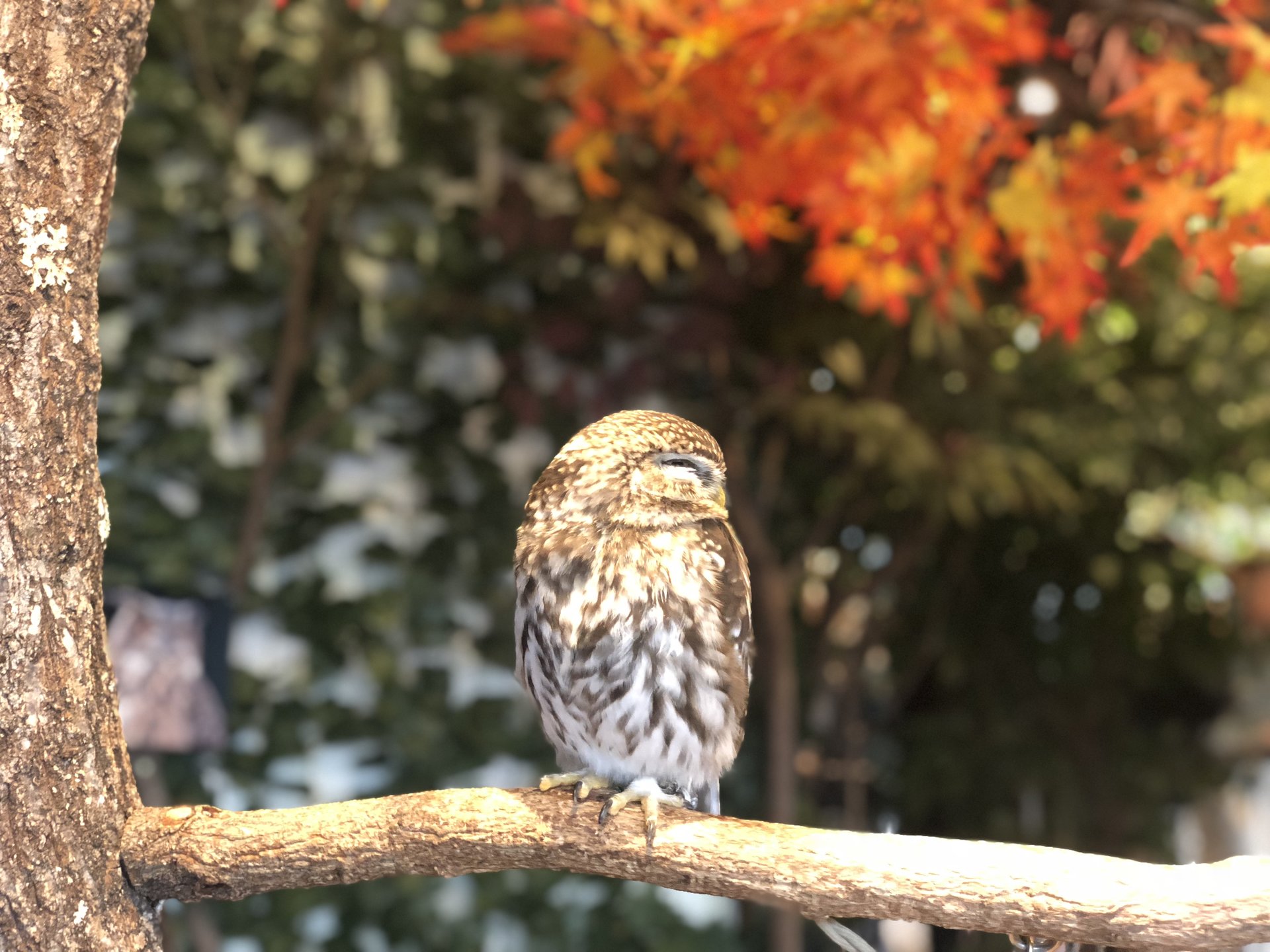 室内で紅葉を見ながらフクロウ⁈鎌倉散策で立ち寄りたいおすすめスポット