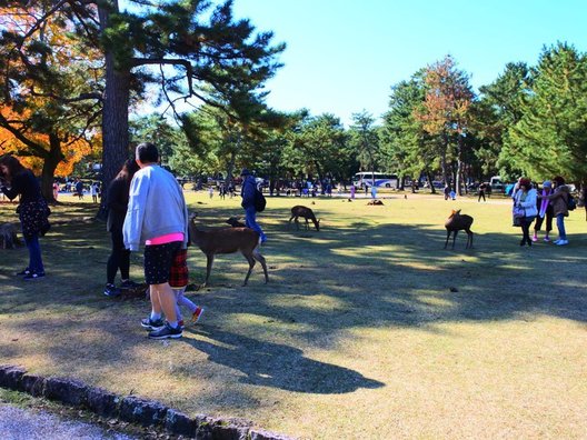 奈良公園