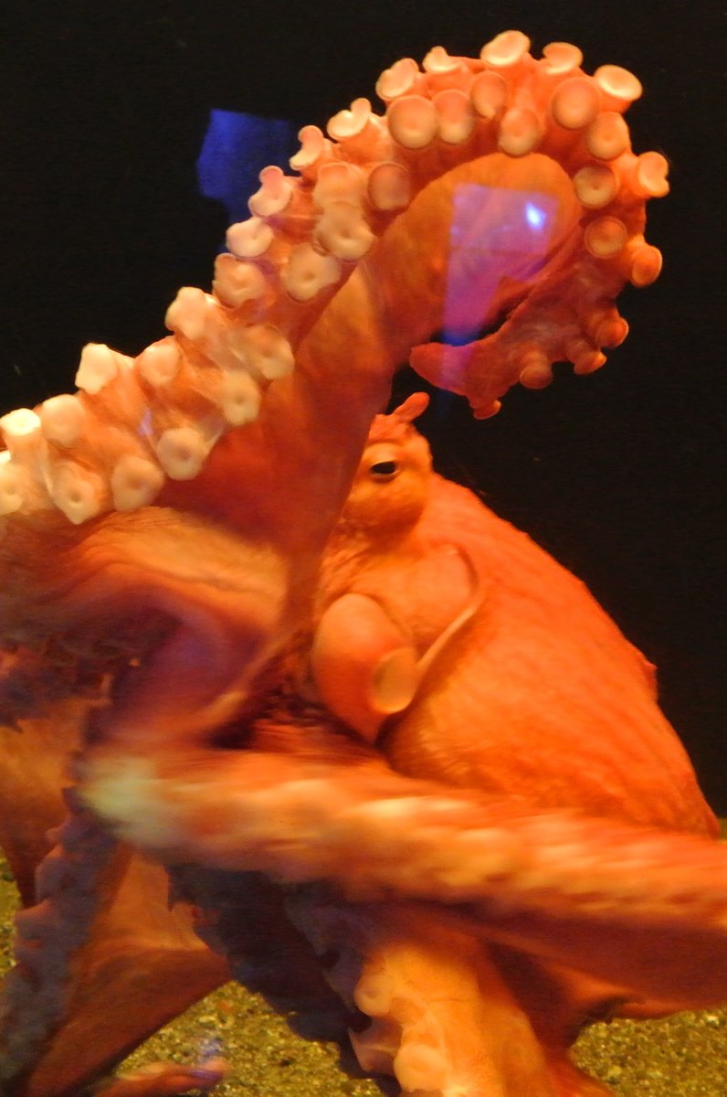 京都水族館