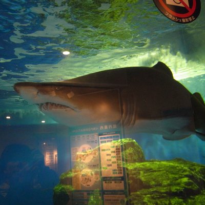 しながわ水族館