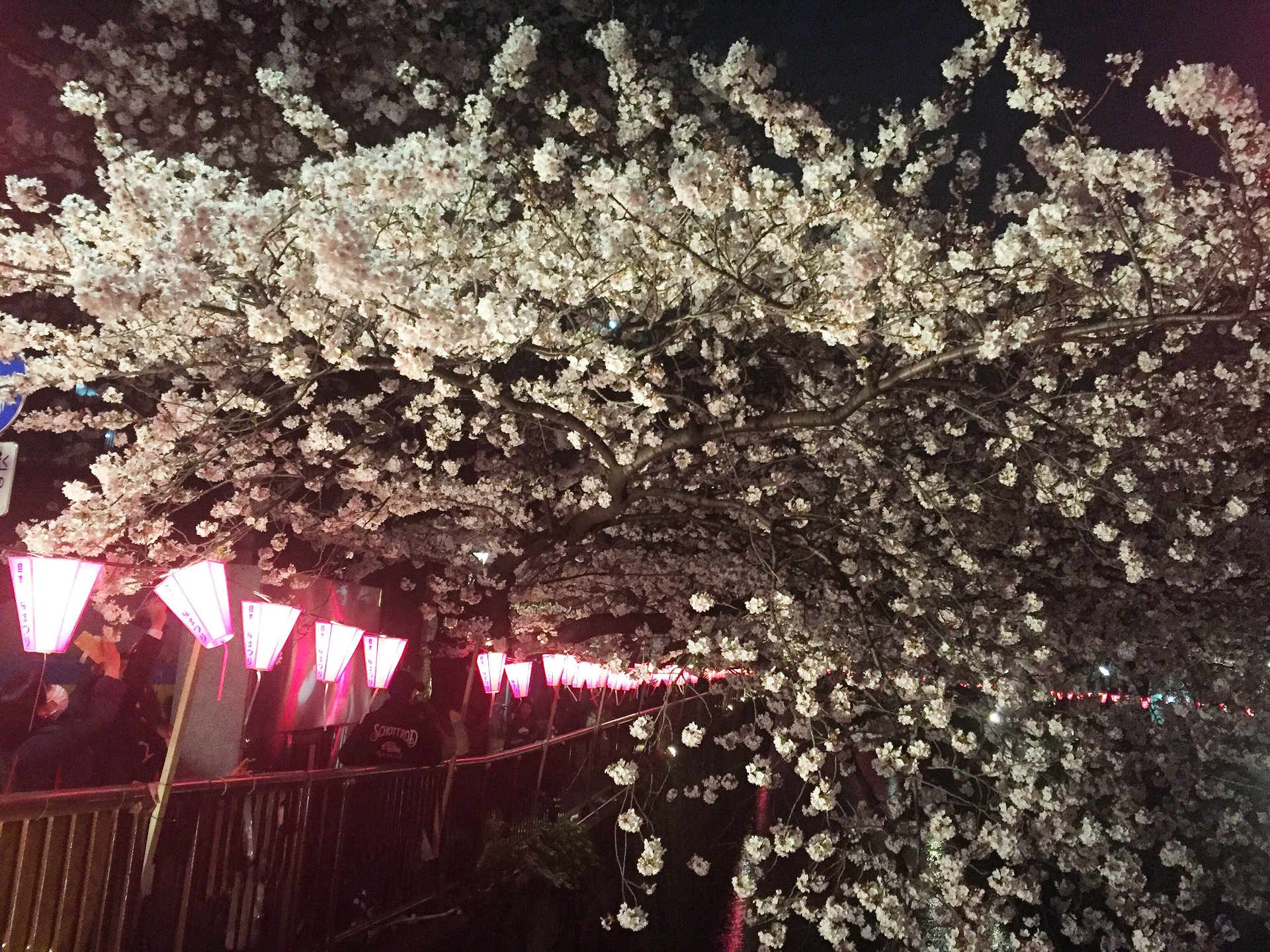 【完璧攻略！中目黒桜祭りデート】夜桜みながら食べ歩き&隠れ家テラスカフェ