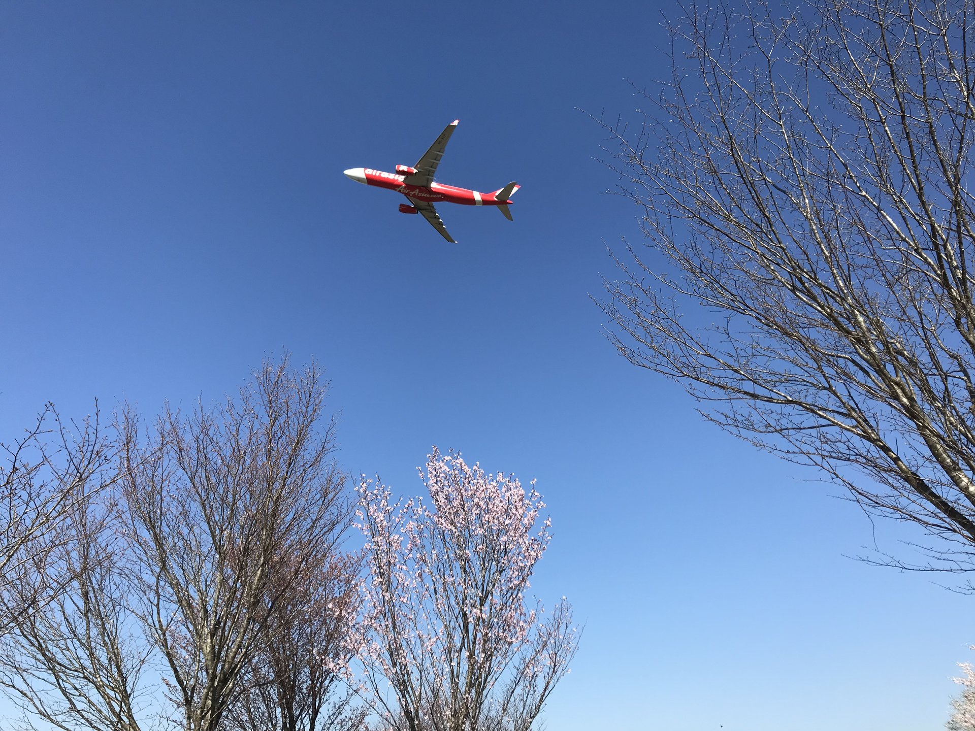 【成田】桜満開の中に大迫力な飛行機！空の駅・さくらの山公園