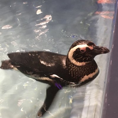 すみだ水族館