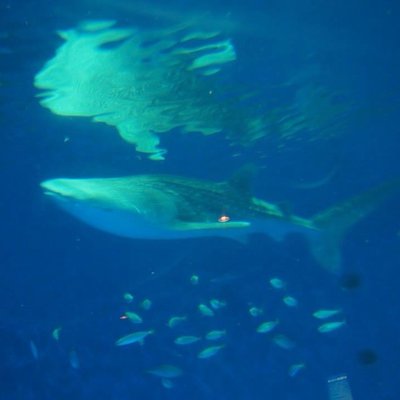 いおワールド かごしま水族館