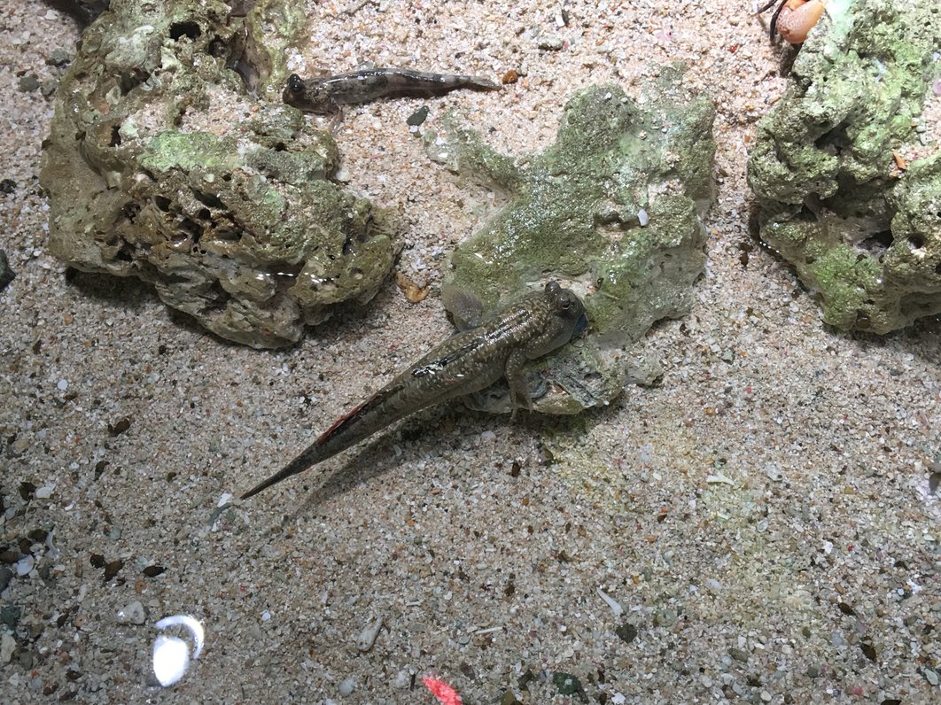 サンシャイン水族館