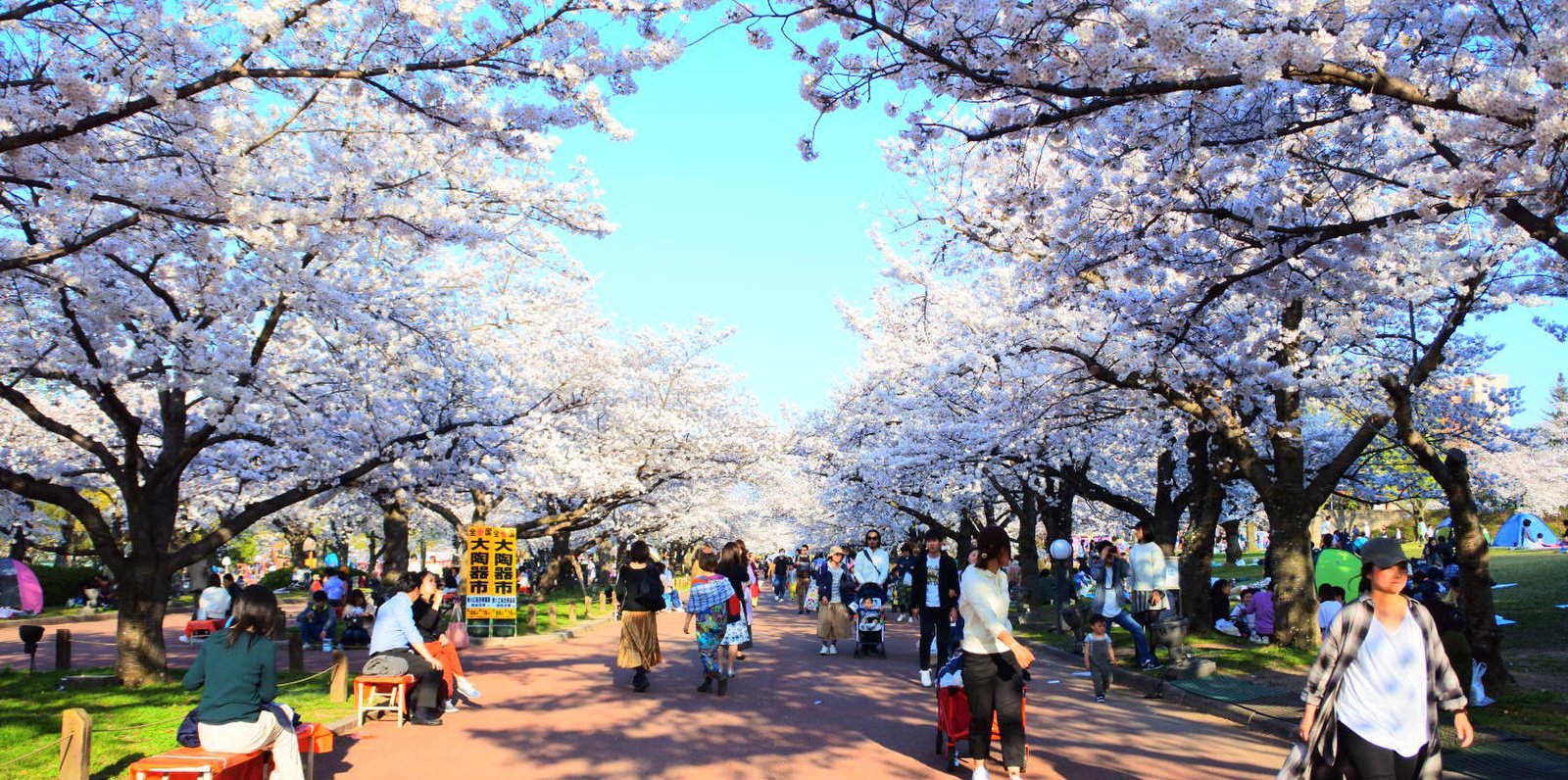 満足度1 大阪の桜といったらココ 万博記念公園の桜は昼と夜で2倍楽しめる Playlife プレイライフ