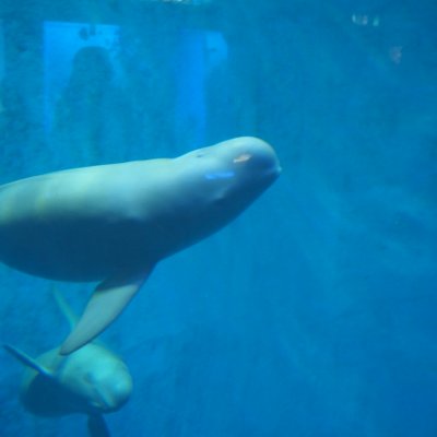 鳥羽水族館