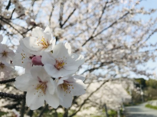 泉南市農業公園 花咲きファーム