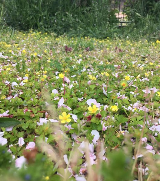 ラディアン花の丘公園