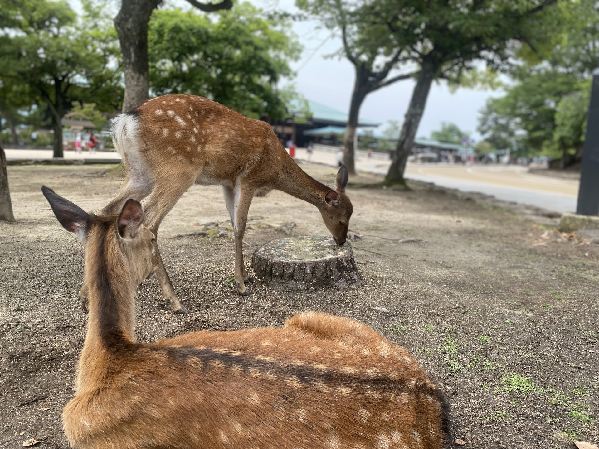 いざ広島！宮島・尾道の定番観光地を楽しみ、究極の生ビール＆ラーメンでシメる最高の夏旅デートプラン