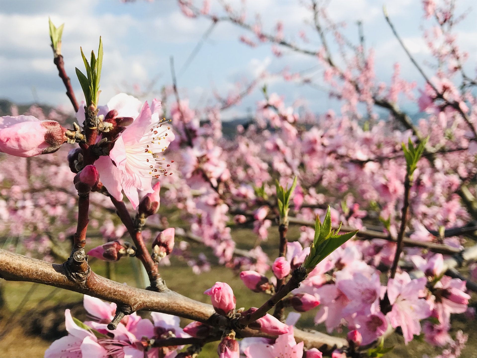 桃と桜と絶景と…関空から半日で行けるフラワードライブで春の訪れを感じよう！