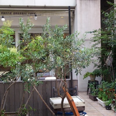 【閉店】YAFFA ORGANIC CAFE