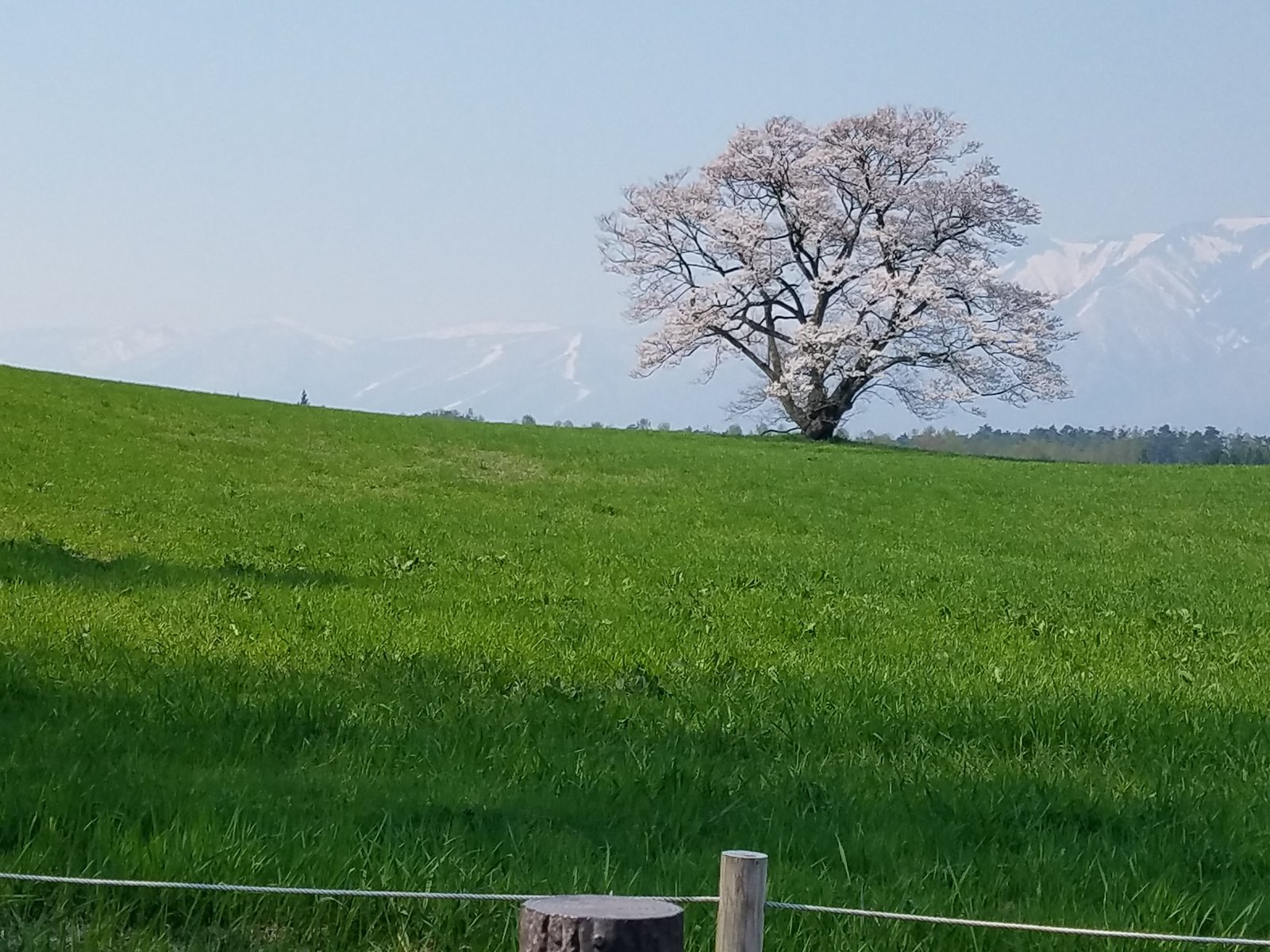 小岩井農場の一本桜