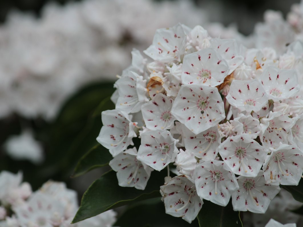 向島百花園